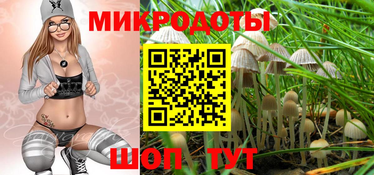 Галлюциногенные грибы Psilocybe Гурьевск